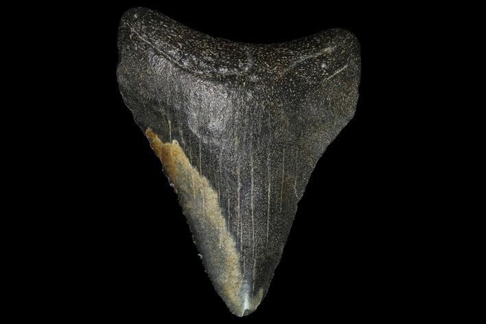 Juvenile Megalodon Tooth - Georgia #99126